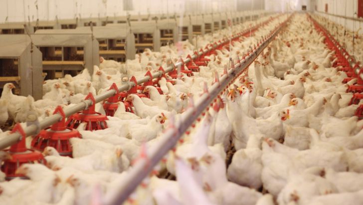 تولید مرغ کشور به سمت چه نژادی خواهد رفت؟
