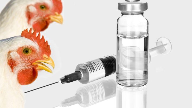 حذف ارز دولتی دلیل اصلی افزایش قیمت واکسن دام و طیور