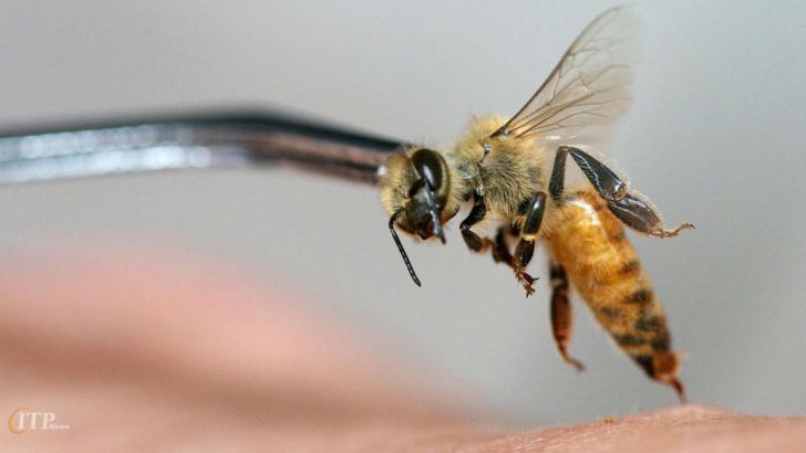 زهر زنبور صادراتی