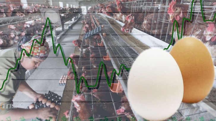 محاسبه و آنالیز قیمت تمام شده تولید یک کیلو تخم مرغ