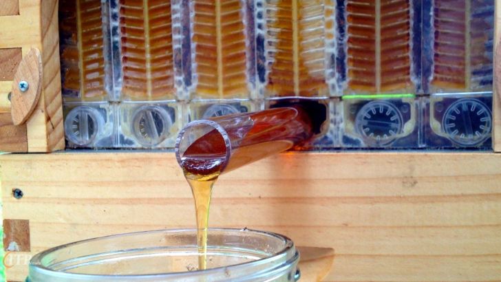 تولید بیش از دو هزار تن محصولات جانبی از کندوهای عسل لرستان