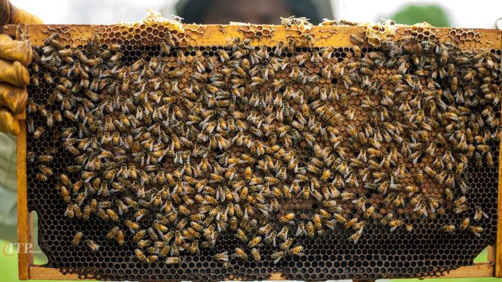تولید ٢٠٠ تن عسل در مرودشت