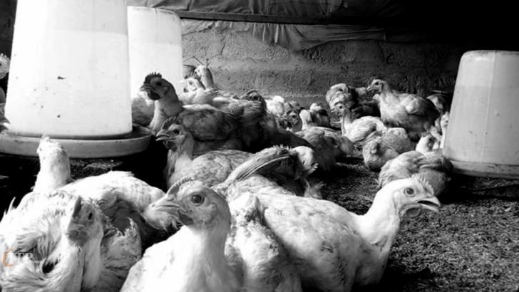 به همت دولت، بازار گوشت و مرغ به نابودی کشیده می‌شود