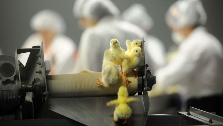 کاهش میزان جوجه‌ریزی در استان زنجان