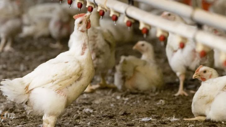 ادامه دردسرهای تولیدکنندگان مرغ در تامین نهاده‌ها