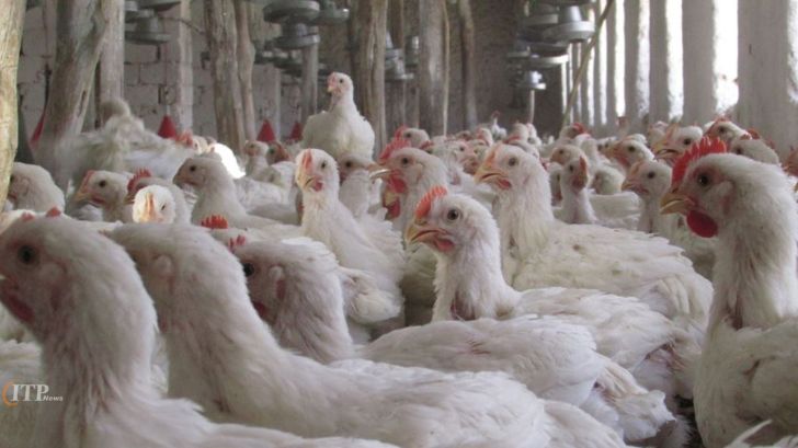 ورشکستگی صنعت مرغداری با ادامه واردات قاچاقی مرغ زنده