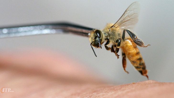 ۵۰ گرم زهر زنبور عسل در قم استحصال شد