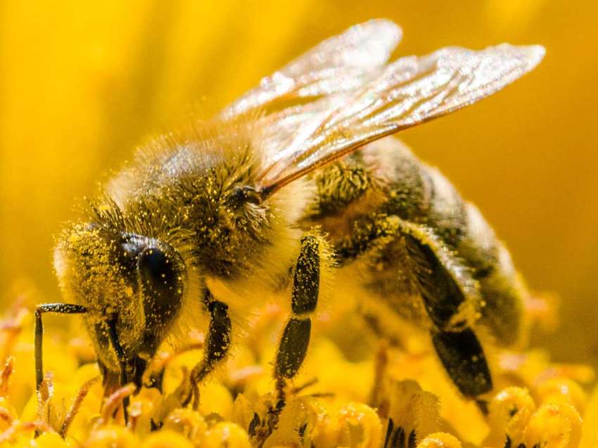 هر زنبور عسل قادر به حمل چند دانه گرده است؟