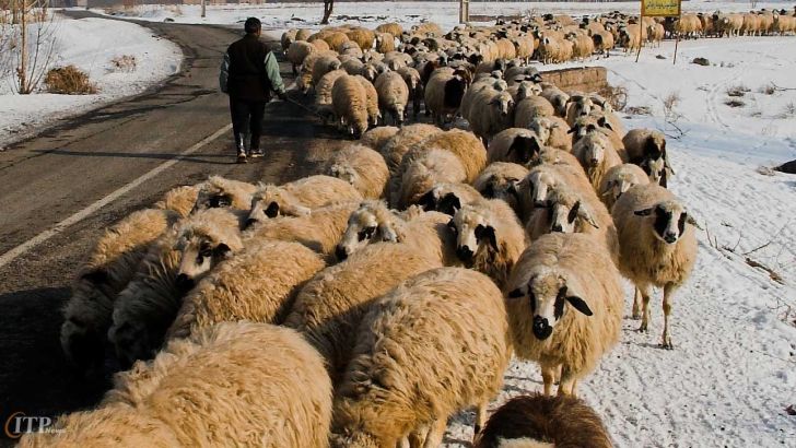 عرضه گوسفند ایرانی 2 برابر قیمت واقعی به کشور‌های عربی