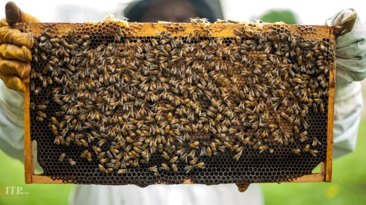 تولید عسل در خراسان شمالی سه برابر شد