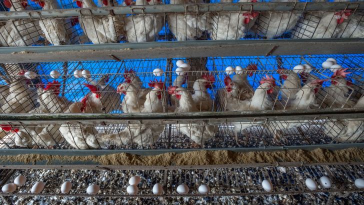 واحدهای پرورش مرغ تخم‌گذار نهاده دریافت می‌کنند
