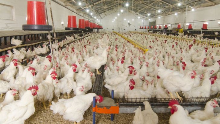 جریمه 24 میلیارد تومانی مرغداران متخلف