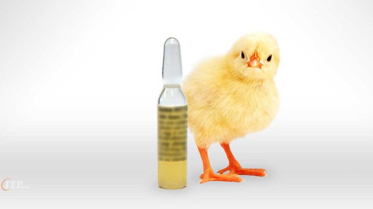 رونمایی از نخستین بذر بومی واکسن آنفلوانزای فوق‌ حاد پرندگان