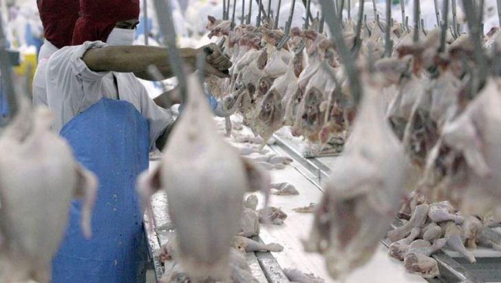 ضرب‌الاجل دادستانی به جهاد کشاورزی برای حل مشکل عرضه مرغ ایلام