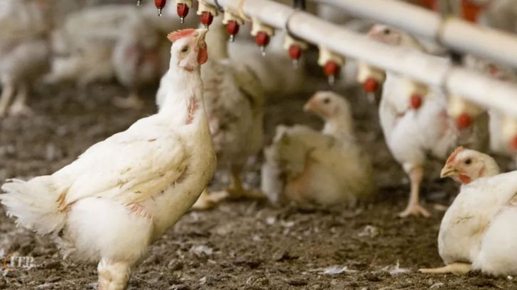 نواقص سامانه بازارگاه، شرایط تولید را برای مرغداران سخت کرد