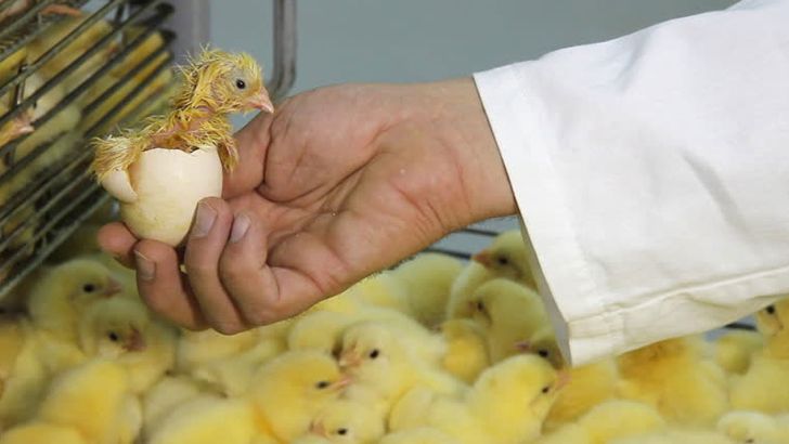 کمبود گوشت مرغ با بی توجهی به واحدهای مادر