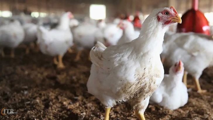 بیمه واحدهای پرورش دهنده طیور جدی گرفته شود