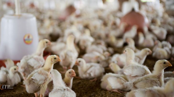 ۲برابر شدن تولید مرغ در مازندران