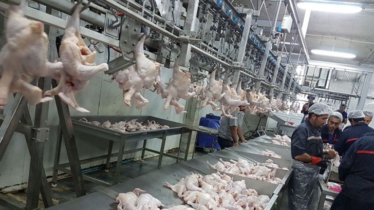 سیاست غلط خرید تضمینی محصولات استراتژیک، علت عمده گرانی مرغ