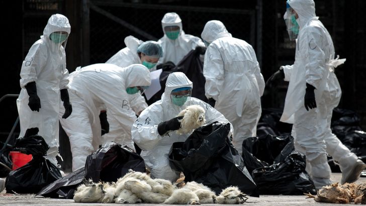 ژاپن ۳۷۰ هزار قطعه مرغ را به دلیل آنفلوآنزا معدوم می‌کند