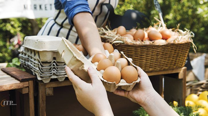 تشکیل بارانداز تخم‌مرغ در استان‌ها با دستور وزیر جهاد کشاورزی