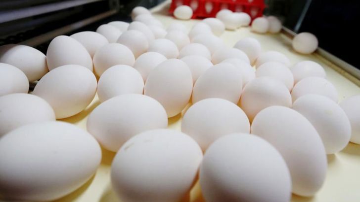 اتحادیه مرغداران قزوین آمادگی توزیع تخم مرغ را با نرخ مصوب دولتی دارد