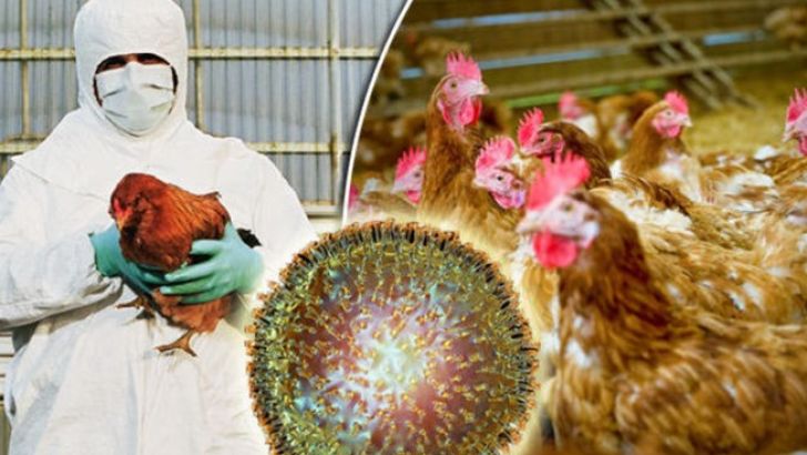 ممنوعیت واردات ماکیان ایرلند از سوی چین به علت آنفلوانزای پرندگان