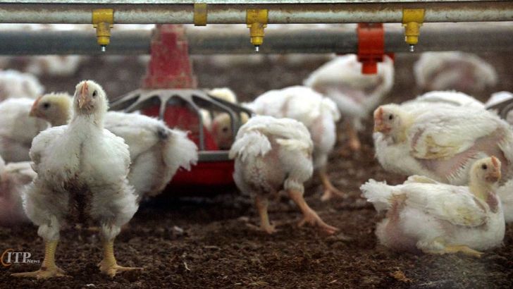 توصیه انجمن تولیدکنندگان زنجیره ای گوشت مرغ به پرورش مرغ آرین