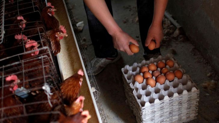 تخم‌مرغ به قیمت عادلانه از تولیدکنندگان خریداری نمی‌شود