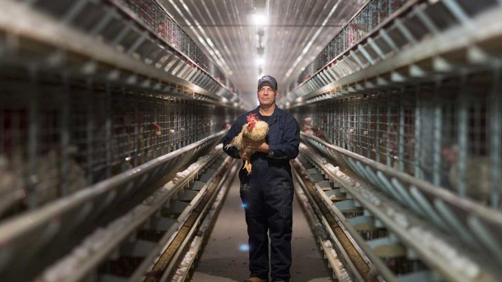 مشکلات بازار تخم مرغ مربوط به شبکه توزیع است