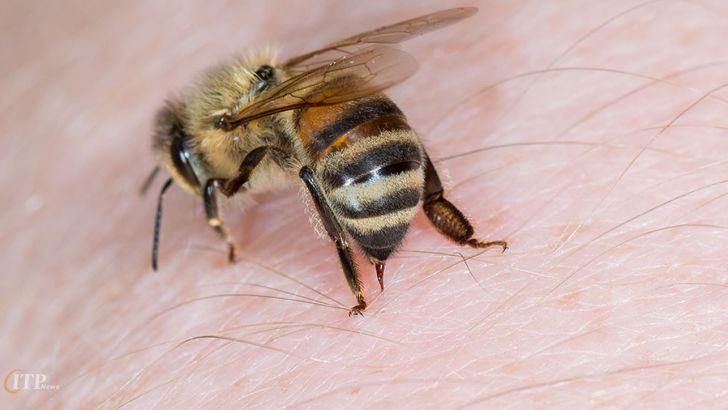  رد پای مافیا در فروش زهر زنبور عسل