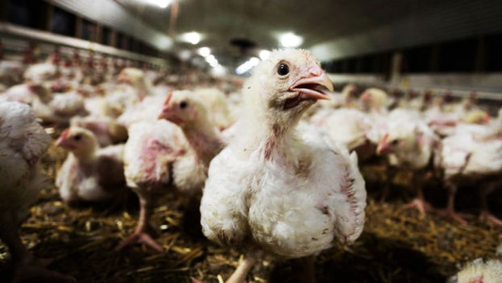 توصیه های دامپزشکی خراسان شمالی به مرغداران برای پیشگیری از آنفلوانزای فوق حاد طیور 