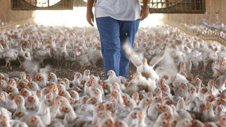 رتبه نخست گلستان در تولید مرغ