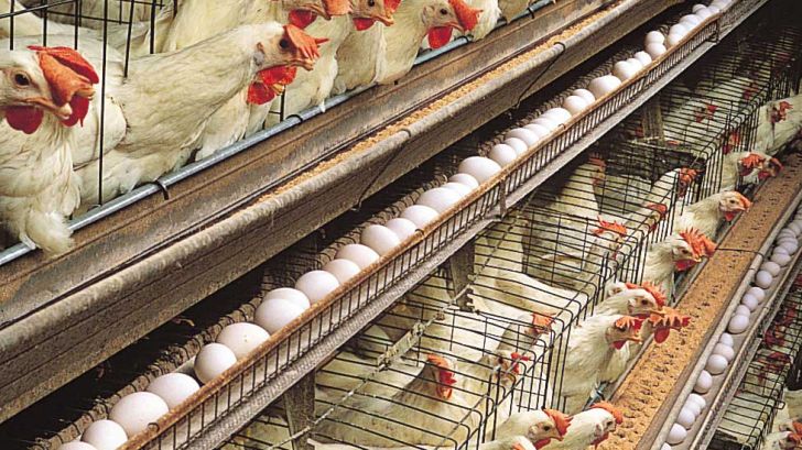 افزایش قابل توجه هزینه‌های پرورش مرغ تخم‌گذار