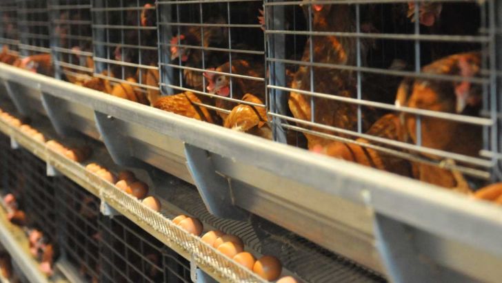 کاهش ۲۵درصدی تولید تخم مرغ در تهران