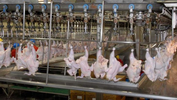 افزایش قیمت مرغ ناشی از نرخ نهاده هاست