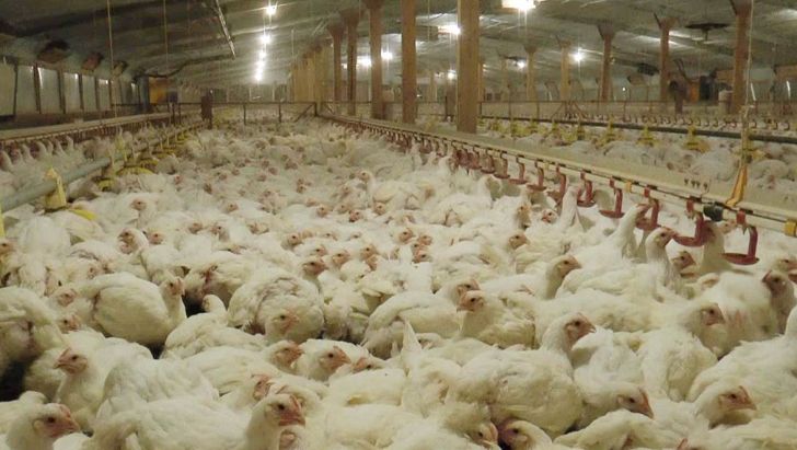 قیمت تمام شده تولید مرغ بیش از نرخ مصوب آن است