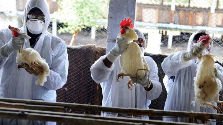 ۲ کانون آنفلوآنزای فوق حاد پرندگان در کردستان شناسایی شد