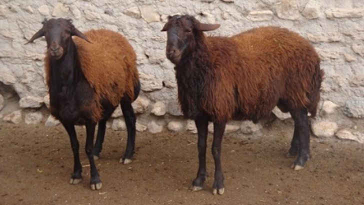 نگرانی آمیختگی ژنی در پروژه انتقال ژن گوسفند افشاری
