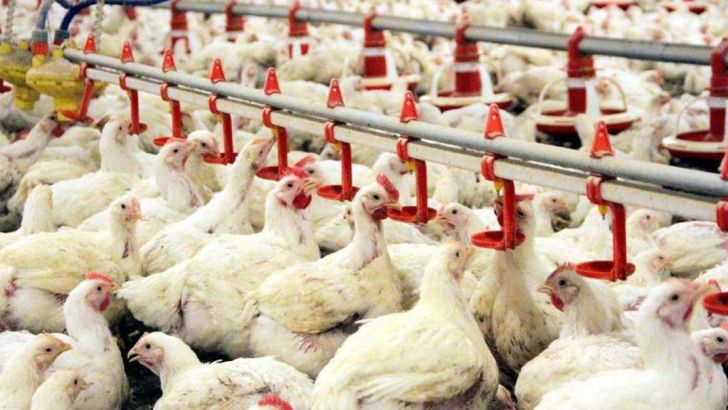 افزایش ۲ درصدی تورم سالانه محصولات مرغداری‌های صنعتی
