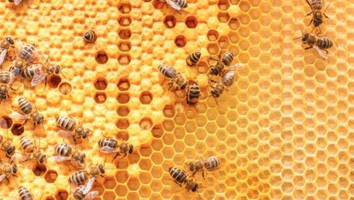 شهد شیرین عسل و رونق تولید داخلی