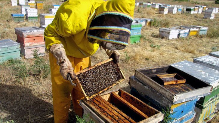 اختصاص ۱۷ هزار تن شکر برای زمستان گذری زنبورداران کشور 