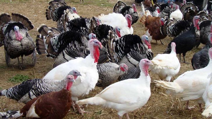 پرورش بوقلمون، کاری پر سود و اشتغال آفرین