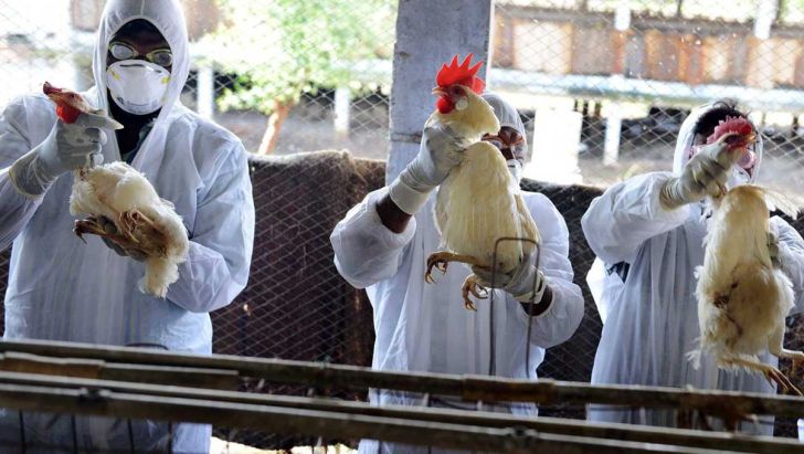 موردی از آنفلوآنزای پرندگان در همدان مشاهده نشده است