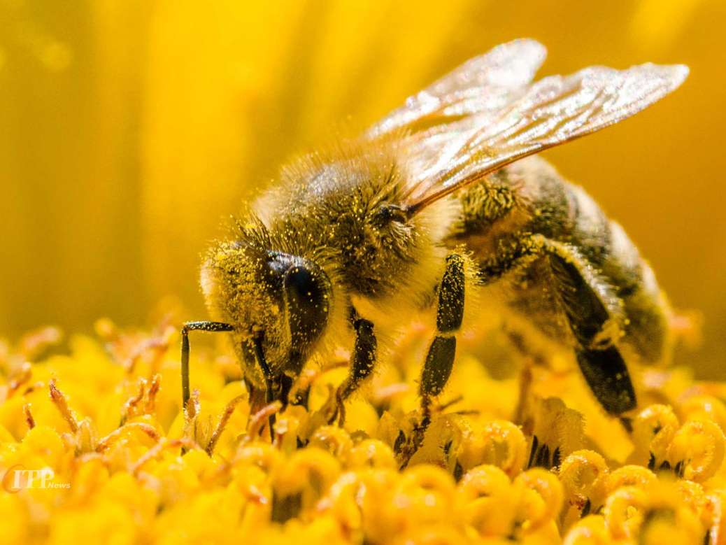 زنبورها قادر به یادآوری چهرۀ افراد هستند
