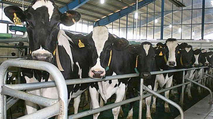 نکاتی برای بهبود دورۀ انتقالی گاو به منظور افزایش باروری و شیردهی 