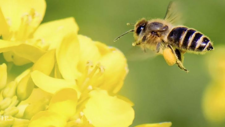 زنبورداری عسل مازندران در مرحله بازسازی قرار گرفت