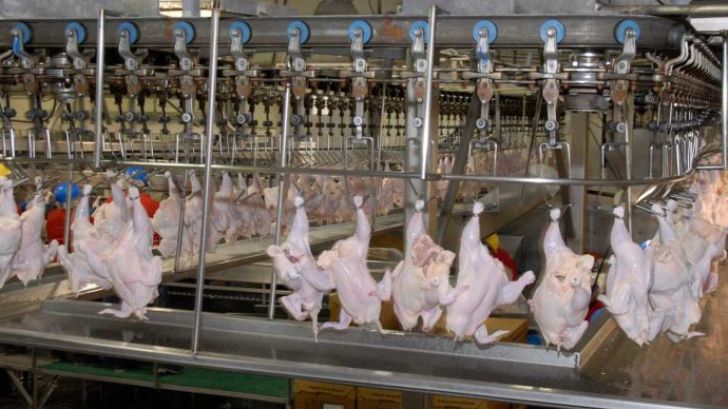اجزای زنجیره تولید و توزیع مرغ باید در سامانه جامع تجارت ثبت‌نام کنند