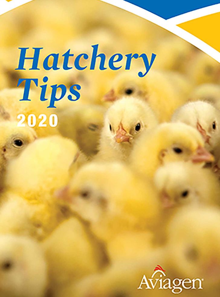 دانلود فایل 2020 hatchery tips