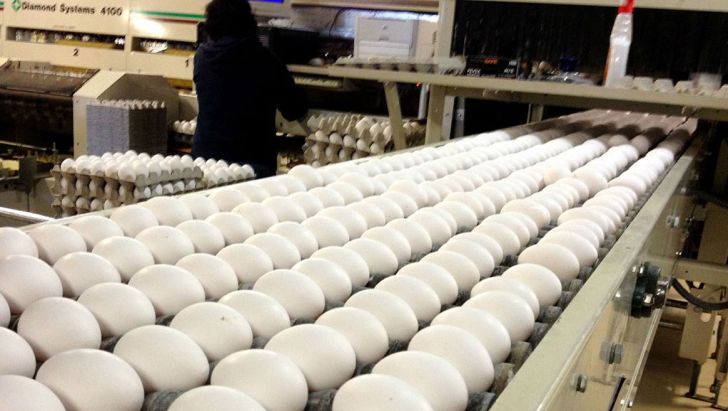  صادرات تخم‌مرغ آغاز شد.